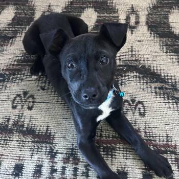 Labrador Retriever and Mixed Breed Dogs Available for Adoption - Cricket | PetCurious