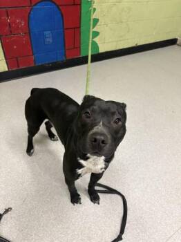 Labrador Retriever and Border Collie Dogs Available for Adoption in Indianapolis, Indiana - LEGEND | PetCurious