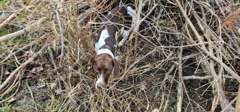 German Shorthaired Pointer Dogs Available for Adoption in Cottage Grove, Wisconsin - Mia | PetCurious