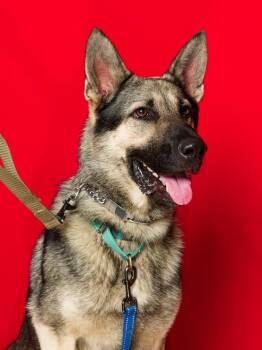 Rocky 6572 -  German Shepherd Dog Dog for Adoption in Centreville, Virginia - Rocky 6572 | PetCurious