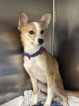 Corgi and Terrier Dogs Available for Adoption - Foxy | PetCurious