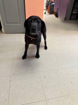 Rescue Mixed Breed Dogs for Adoption in Morgantown, Kentucky - Lucky | PetCurious