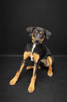 Miniature Pinscher Dogs Available for Adoption in Winter Haven, Florida - MOCHI | PetCurious