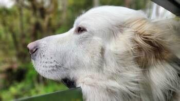 Great Pyrenees Dogs Available for Adoption in Silverdale, Washington - Bo - In Foster | PetCurious