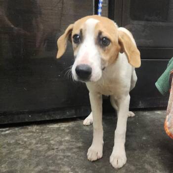 Mixed Breed Dogs Available for Adoption in Evensville, Tennessee - Persephone | PetCurious