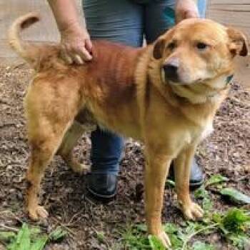 Rescue Labrador Retriever Dogs for Adoption in Mountain City, Tennessee - Red | PetCurious