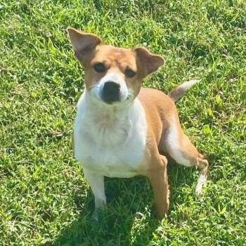 Rescue Pug and Beagle Dogs for Adoption in Erie, Pennsylvania - Bixby | PetCurious