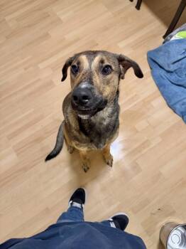 Axel -  Black Mouth Cur Dog for Adoption in Manchester, Connecticut - Axel | PetCurious