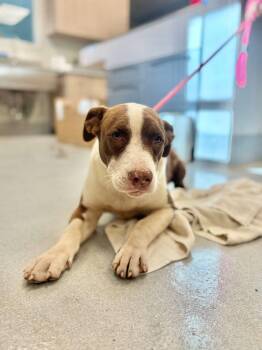 Spyro -  Pit Bull Terrier and Mixed Breed Dog for Adoption in Chillicothe, Ohio - Spyro | PetCurious