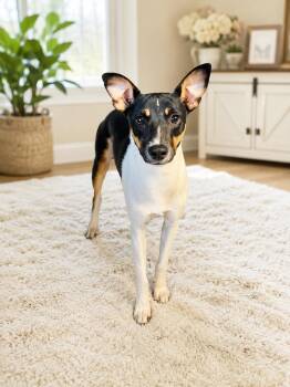 Opie -  Jack Russell Terrier and Rat Terrier Dog for Adoption in Wanaque, New Jersey - Opie | PetCurious