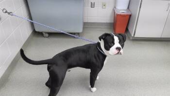 Rescue Boxer and Mixed Breed Dogs for Adoption in Omaha, Nebraska - SPLAT | PetCurious