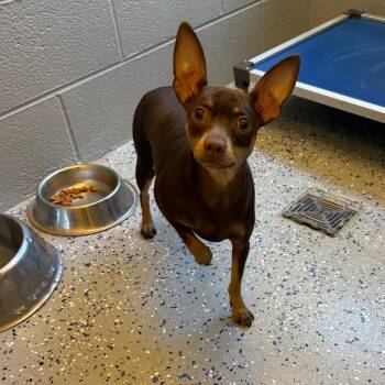Miniature Pinscher Dogs Available for Adoption in Charlottesville, Virginia - Paw Paw | PetCurious