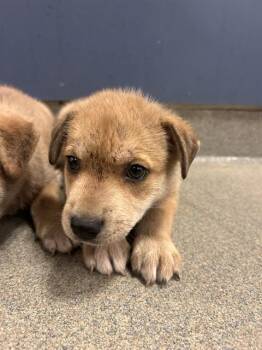PEPA -  Terrier and Mixed Breed Dog for Adoption in Doral, Florida - PEPA | PetCurious