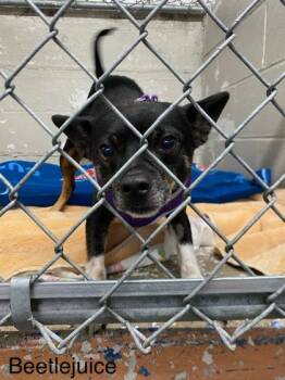 Rescue Chihuahua and Terrier Dogs for Adoption in Hobart, Indiana - Beetlejuice | PetCurious