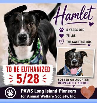 American Staffordshire Terrier Dogs Available for Adoption in Huntington, New York - HAMLET - EUTH MAY 30 | PetCurious