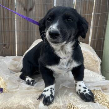 Cocker Spaniel Dogs Available for Adoption - Naxos | PetCurious