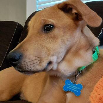 Mixed Breed Dogs Available for Adoption in State College, Pennsylvania - Uncle Traveling Matt | PetCurious