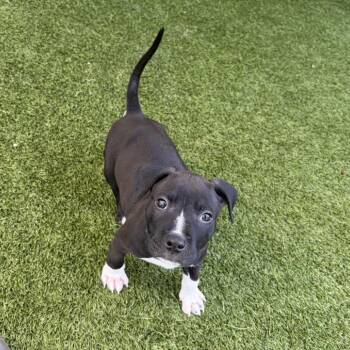 Loki 1256 -  Pit Bull Terrier and Terrier Dog for Adoption in Loxahatchee Groves, Florida - Loki 1256 | PetCurious