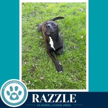 Razzle (Bubble Gum Gang) 102426 -  Shepherd Dog for Adoption in Kimberton, Pennsylvania - Razzle (Bubble Gum Gang) 102426 | PetCurious