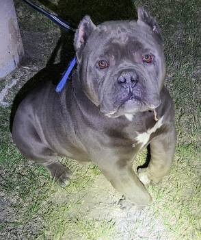 RAULITO BABADIDO -  American Staffordshire Terrier and Mixed Breed Dog for Adoption in San Antonio, Texas - RAULITO BABADIDO | PetCurious