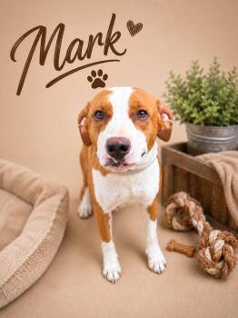 Mark Faith -  Pit Bull Terrier and Terrier Dog for Adoption in Nashville, Tennessee - Mark Faith | PetCurious