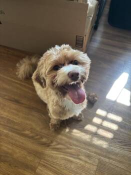 Kairo -  Maltese and Poodle Dog for Adoption in New York, New York - Kairo | PetCurious