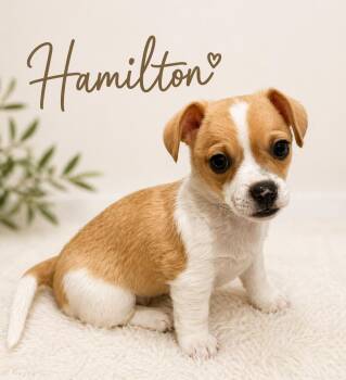 Chihuahua Dogs Available for Adoption in Orange, California - Hamilton | PetCurious
