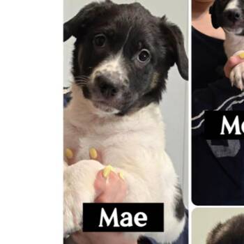 Border Collie and Mixed Breed Dogs Available for Adoption in Parker, Colorado - 630 (2026) Mae | PetCurious
