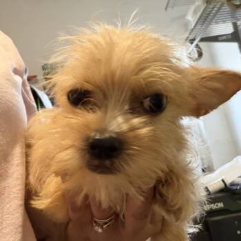 Bam Bam -  Terrier and Mixed Breed Dog for Adoption in Montgomery, Texas - Bam Bam | PetCurious