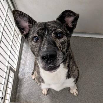 Siberian Husky Dogs Available for Adoption in Des Moines, Iowa - Michelangelo | PetCurious