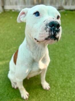 Victoria (Tori) -  American Bulldog and Mixed Breed Dog Available for Adoption in Port St. Joe, Florida - Victoria (Tori) | PetCurious