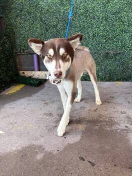 Copper -  Siberian Husky and Mixed Breed Dog for Adoption in El Paso, Texas - Copper | PetCurious