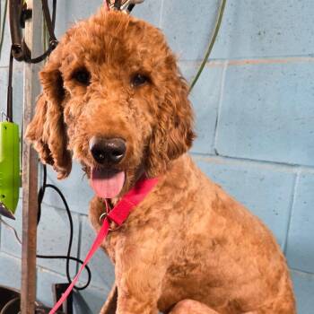 Duke -  Poodle and Golden Retriever Dog for Adoption in Goltry, Oklahoma - Duke | PetCurious