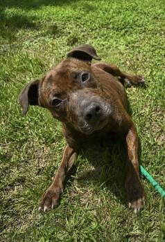 Luna -  Mixed Breed Dog for Adoption in Vero Beach, Florida - Luna | PetCurious
