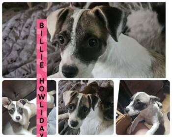 Billie Howliday -  Chihuahua Dog for Adoption in Eugene, Oregon - Billie Howliday | PetCurious