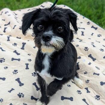 Rescue Shih Tzu Dogs for Adoption in Houston, Texas - April Joy | PetCurious