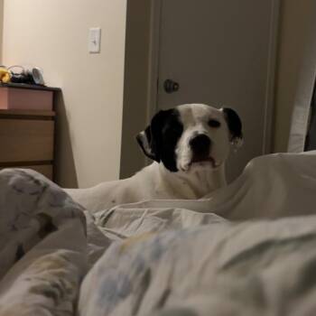 Benji - Home to Home -  Border Collie and Pit Bull Terrier Dog for Adoption in South Elgin, Illinois - Benji - Home To Home | PetCurious