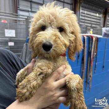 Poodle Dogs Available for Adoption in Washington, District Of Columbia - Lotus | PetCurious
