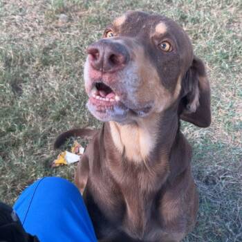 Mixed Breed Dogs Available for Adoption in Webster, Texas - Pauly | PetCurious