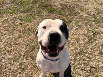 Mixed Breed Dogs Available for Adoption - Bo | PetCurious