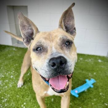 Alana -  Pit Bull Terrier and Mixed Breed Dog for Adoption in Englewood, Florida - Alana | PetCurious