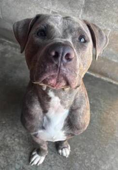 Smokey -  American Staffordshire Terrier Dog for Adoption in Munfordville, Kentucky - Smokey | PetCurious
