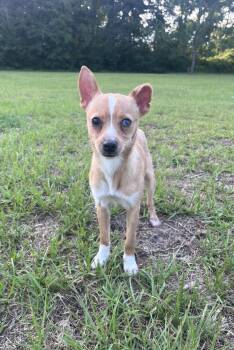 Pebbles -  Chihuahua Dog for Adoption in Bloomingdale, Georgia - Pebbles | PetCurious
