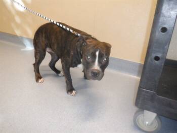 Rescue Pit Bull Terrier Dogs for Adoption in San Jose, California - A1396783 | PetCurious