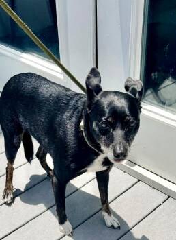 Boomer -  Boston Terrier and Mixed Breed Dog for Adoption in St. Augustine, Florida - Boomer | PetCurious