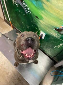 Vader -  American Bulldog and Cane Corso Dog Available for Adoption in New Braunfels, Texas - Vader | PetCurious