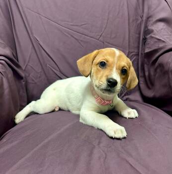 Shepherd Dogs Available for Adoption - Loretta Lynn | PetCurious