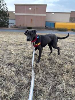 Pit Bull Terrier and Mixed Breed Dogs Available for Adoption in Fort Collins, Colorado - Woody | PetCurious