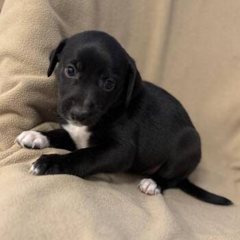 Blue Lacy and Mixed Breed Dogs Available for Adoption - Moon Shine | PetCurious