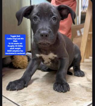 Toggle Bolt -  Cattle Dog Dog for Adoption in Oviedo, Florida - Toggle Bolt | PetCurious